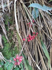 Alpinia japonica