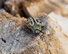 Chrysomela vigintipunctata
