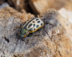 Chrysomela vigintipunctata