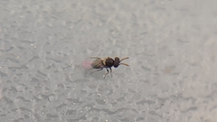 Aphelinidae