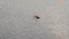 Aphelinidae