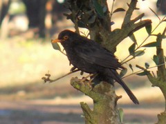 Turdus merula mauritanicus