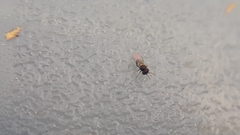 Aphelinidae