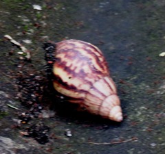 Lissachatina fulica
