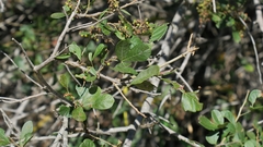 Searsia pyroides pyroides