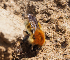 Bombus schrencki