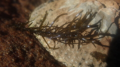 Chordariopsis capensis