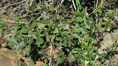 Searsia pyroides pyroides