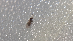 Aphelinidae