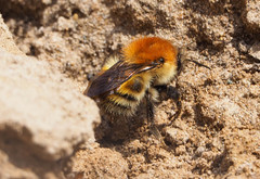 Bombus schrencki
