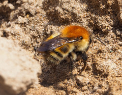 Bombus schrencki