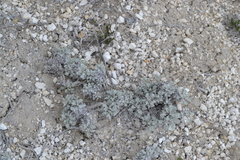 Artemisia hololeuca