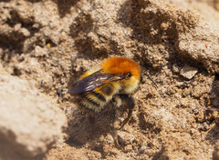 Bombus schrencki
