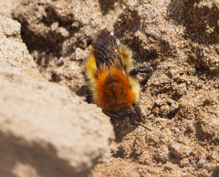 Bombus schrencki