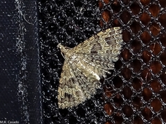 Alucita hexadactyla