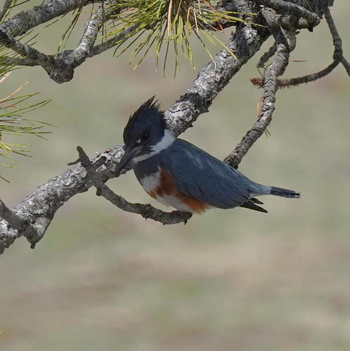 Belted Kingfisher photographed in Wyoming