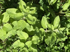 Lysimachia verticillaris