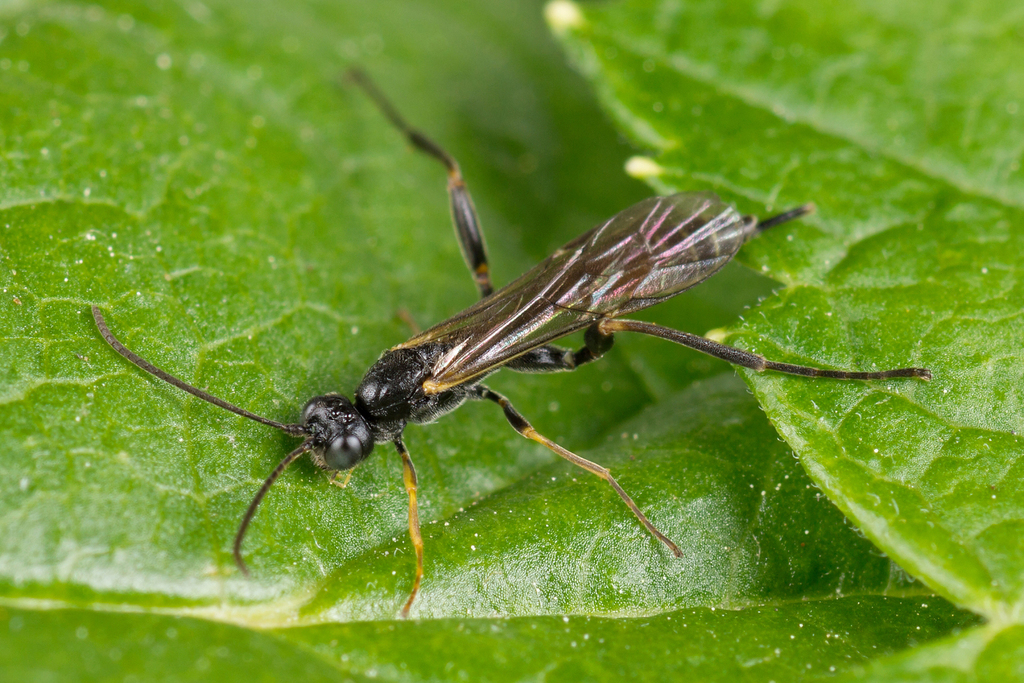 Collyriinae