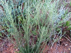 Aspalathus cephalotes cephalotes