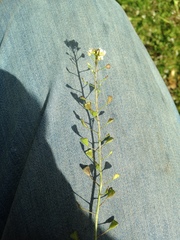 Capsella bursa-pastoris