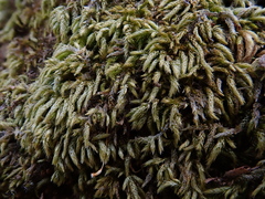 Plasteurhynchium striatulum