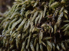 Plasteurhynchium striatulum