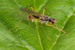 Neria commutata