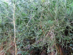 Aspalathus cephalotes cephalotes