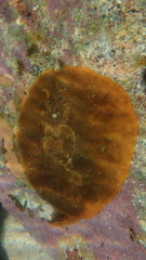 Watersipora subtorquata