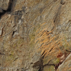 Muhlenbergia tenuiflora