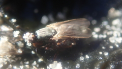 Coelopa africana