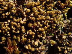 Ptychostomum elegans