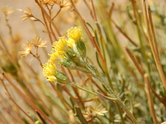 Senecio covasii