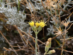Senecio covasii