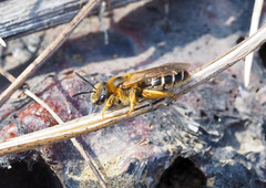 Halictus rubicundus