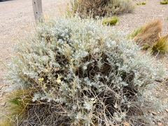 Senecio covasii