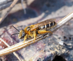 Halictus rubicundus