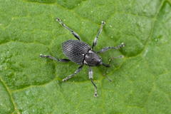 Archarius salicivorus