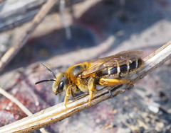 Halictus rubicundus