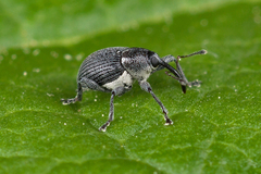 Archarius salicivorus