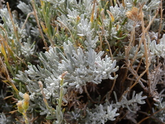 Senecio covasii