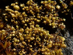 Ptychostomum elegans