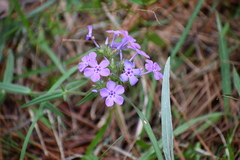 Phlox pilosa pilosa