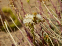 Senecio covasii