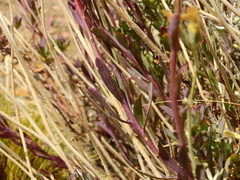 Senecio covasii