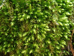 Plagiothecium cavifolium