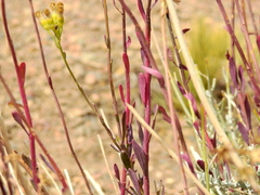 Senecio covasii