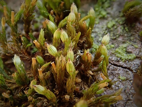 Image of Orthotrichum patens by (c) Christian Berg, some rights reserved (CC BY)