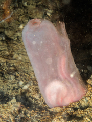 Ascidia virginea