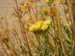 Senecio covasii